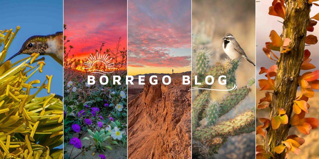 colorful photos of desert with text "Borrego Blog"