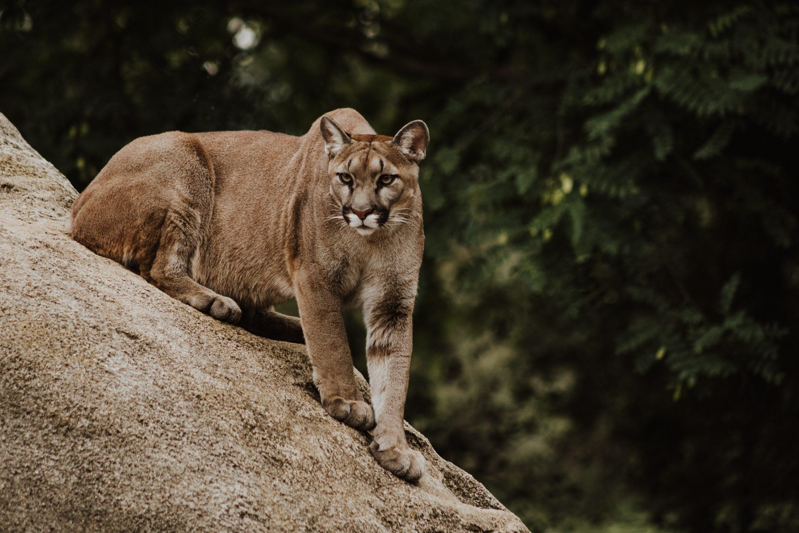 carnivores du désert