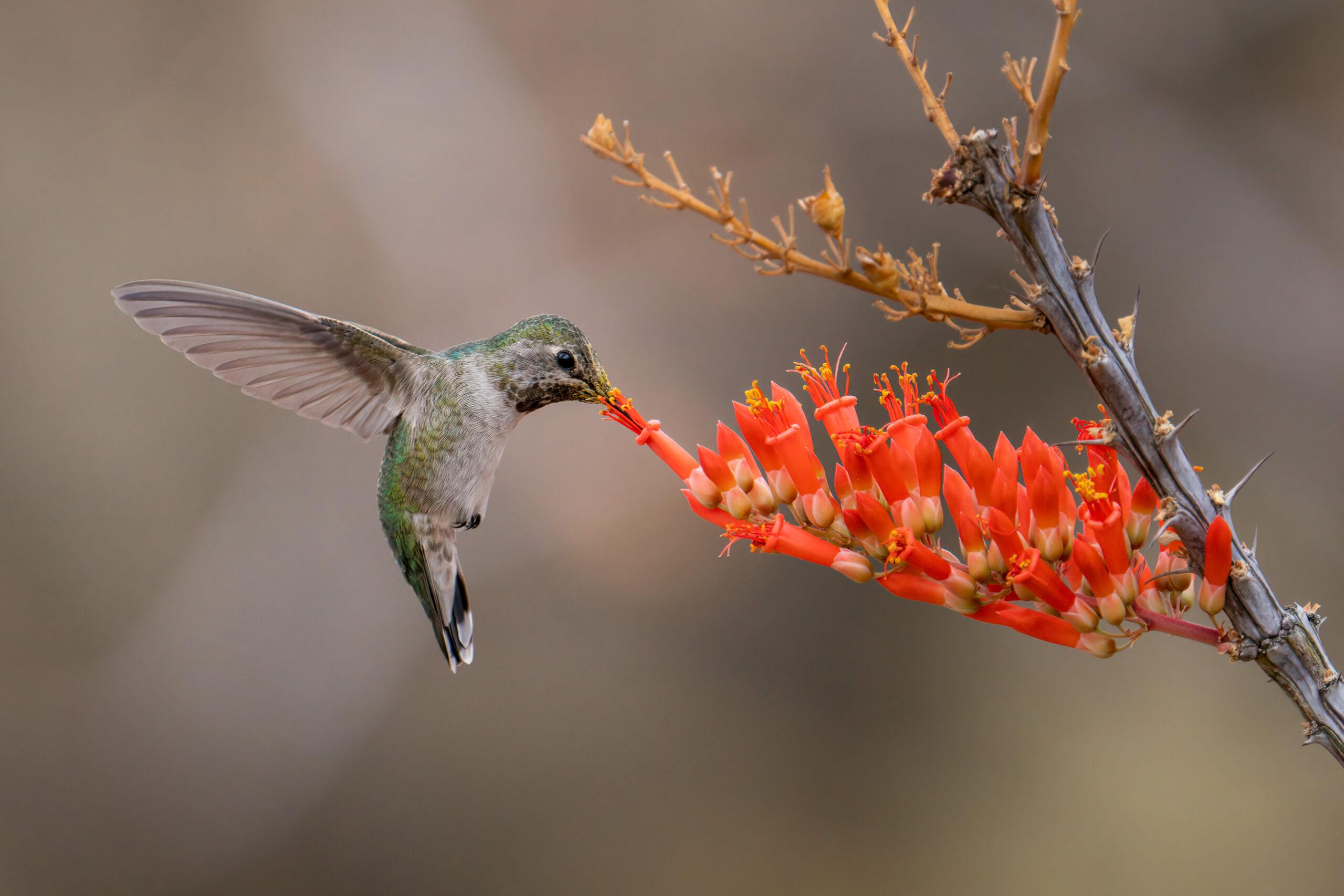 Hummingbird drinks from wildflowers. Ocotillo Nectar, Tyler Webb