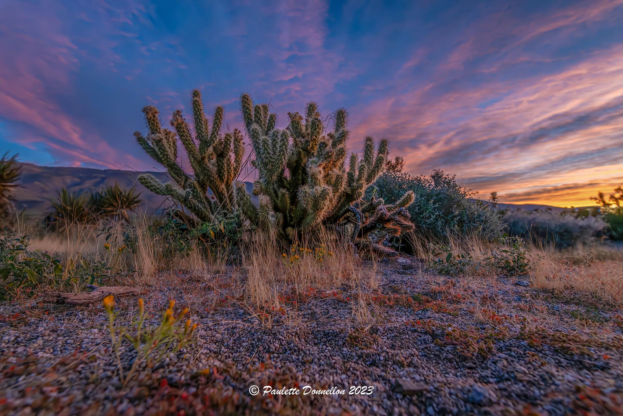Photo of sunrise at Plum Canyon. Cactus in forefront with purple and blue sky behind it.