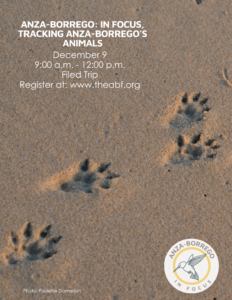 Animal tracks in sand