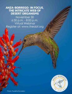 Hummingbird drinking nectar from red ocotillo flower