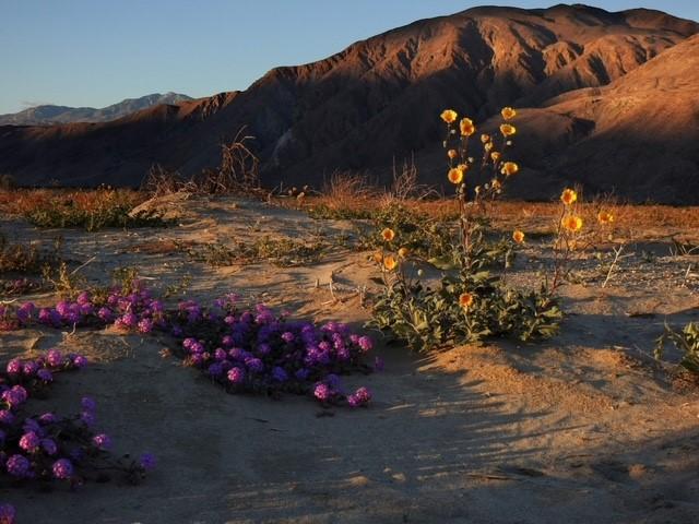 Coyote Mountain in background with wildflowers.