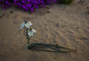 Desert Lily growing in sand.