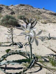 Desert Lily in sand