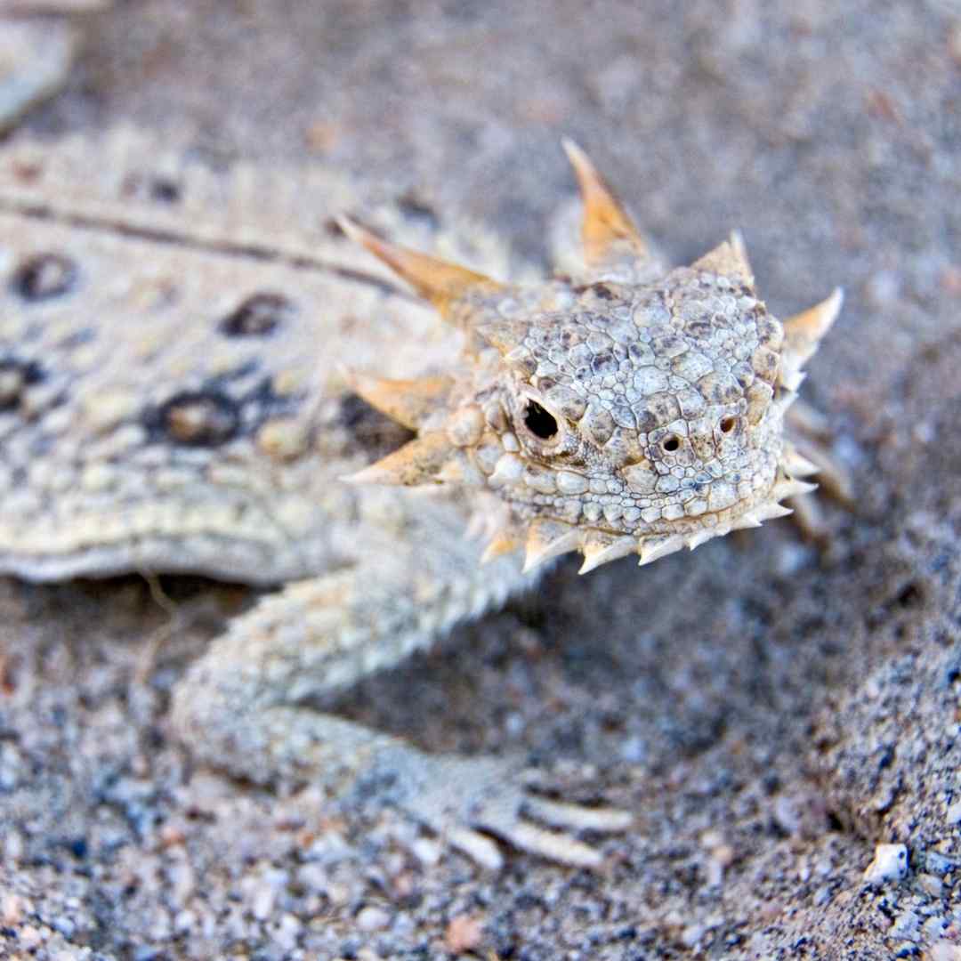 Flat-tailed horned lizard in sand and very camouflaged.