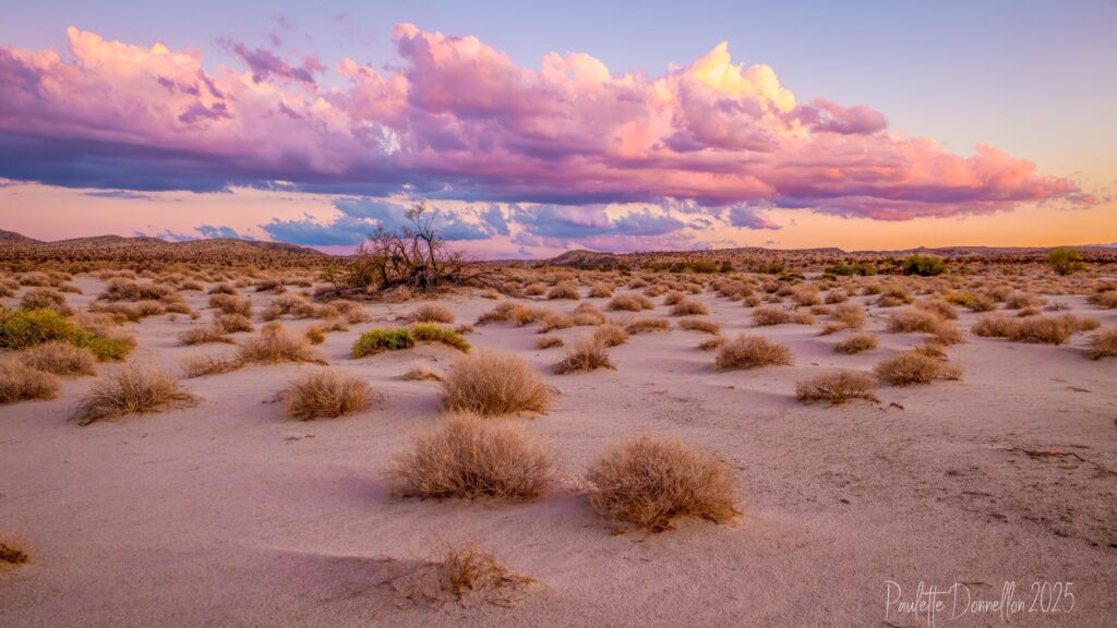 The desert at sunrise- pink sky dotted with clouds.
