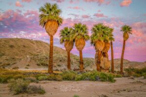 CA Palms at sunrise with pink sky in background