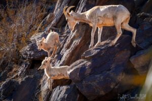 Bighorn Ewe and lambs climbing up dark colored rocks