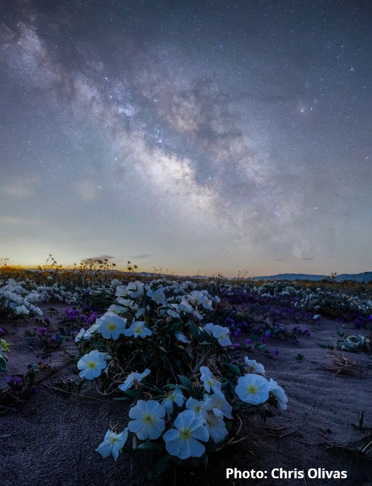 Photo by Chris Olivas