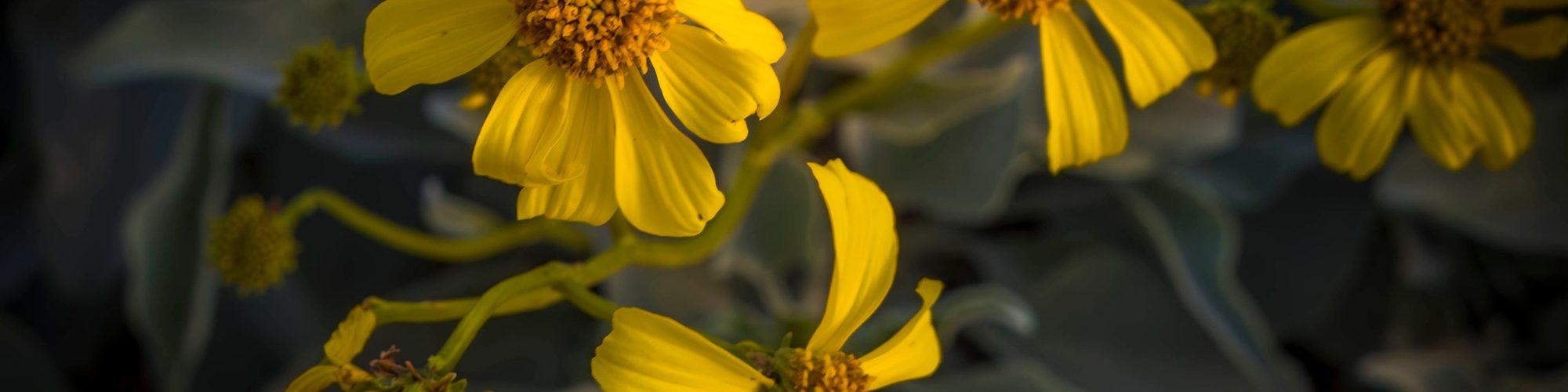 Brittlebush